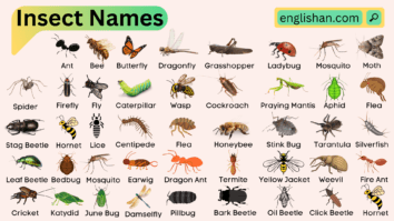 All Insects Names in English