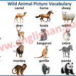 Wild Animal Name Vocabulary