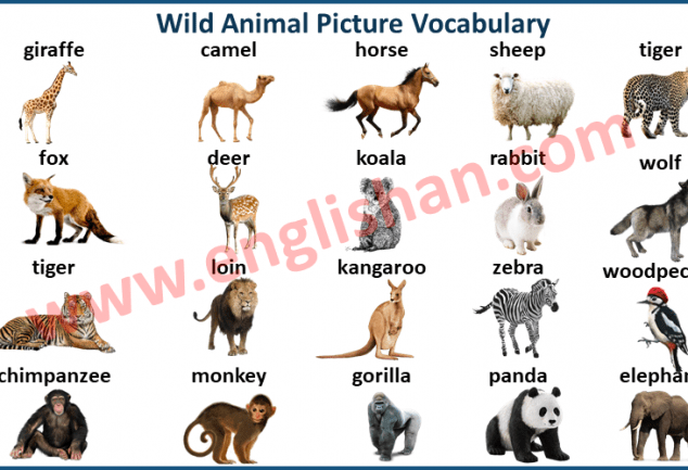 Wild Animals Pictures With Names In English - Englishan