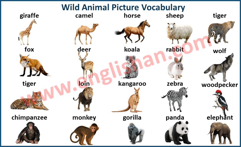Wild Animals Vocabulary with Picture and Flashcards