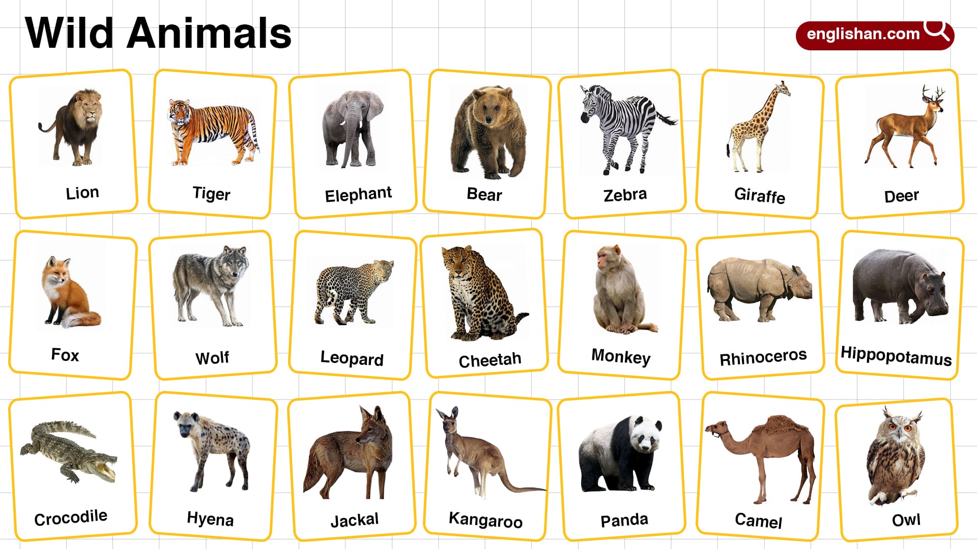 Wild Animals Photos With Names