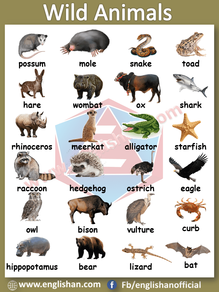 Wild Animals Vocabulary with Picture and Flashcards