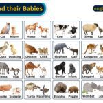 Animal And their Babies Names
