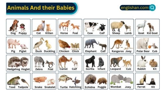 Animals and Their Babies Names in English with Pictures • Englishan