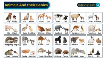 Animals and Their Babies Names in English Pdf • Englishan