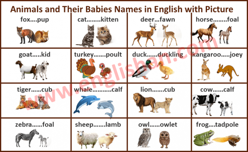 animals-and-their-babies-names-in-english-with-picture