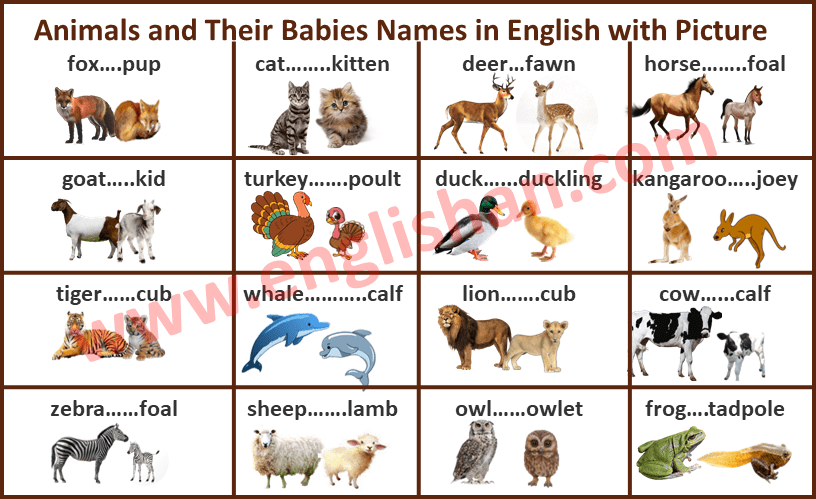 Animals and Their Babies Names in English with Picture