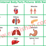 Internal Body Parts Pictures With Name