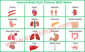 Internal Body Parts Names With Pictures • Englishan