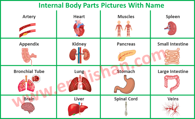 Internal Body Parts Pictures With Name