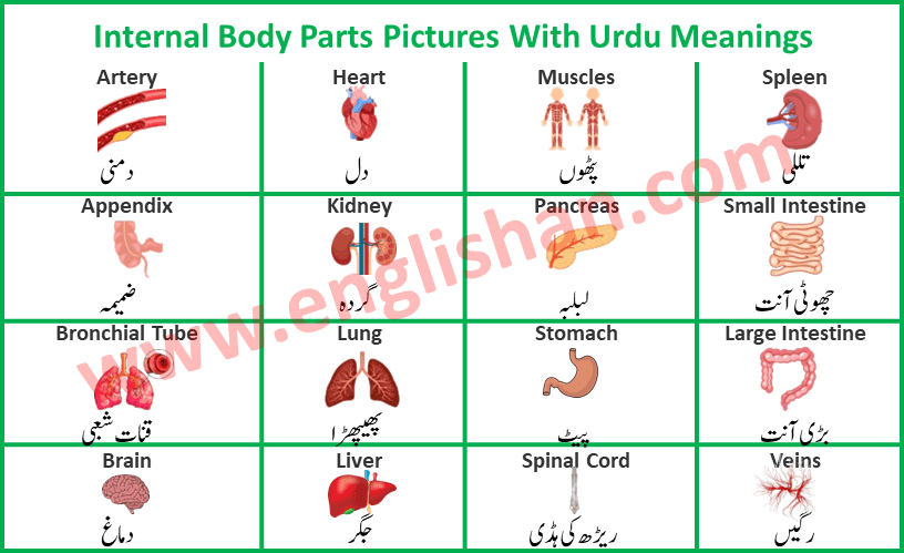 Internal Body Parts Pictures With Name Englishan