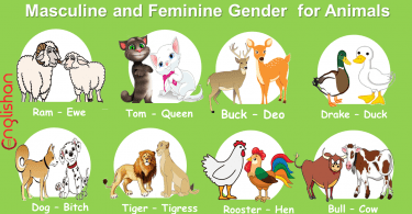 Masculine and Feminine Gender for Animals