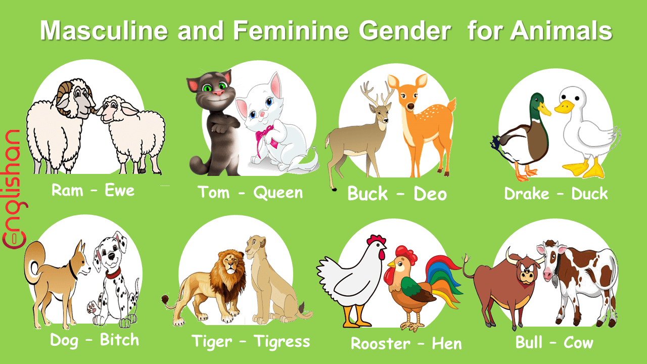 Masculine and Feminine Gender of Animals List in Hindi - Englishan