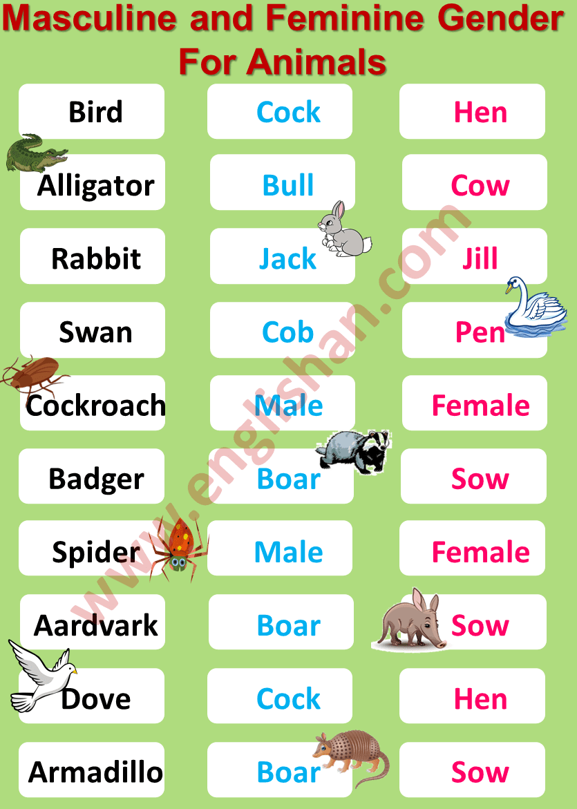 The what gender of opposite stag is american english