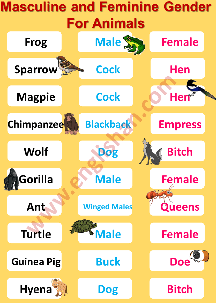 Masculine and Feminine Gender of Animals List