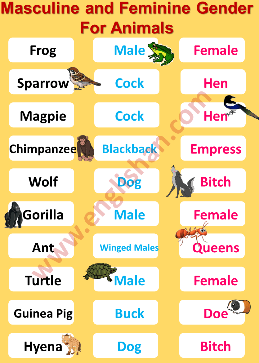 masculine-and-feminine-gender-of-animals-list