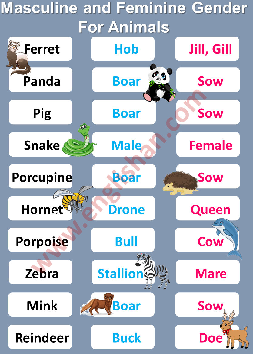 Masculine and Feminine Gender of Animals List