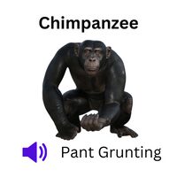 Sound of Chimpanzee: Chimpanzee pants and grunts.