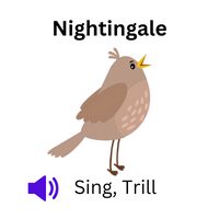 Sound of Nightingale: Nightingale sings and trills.