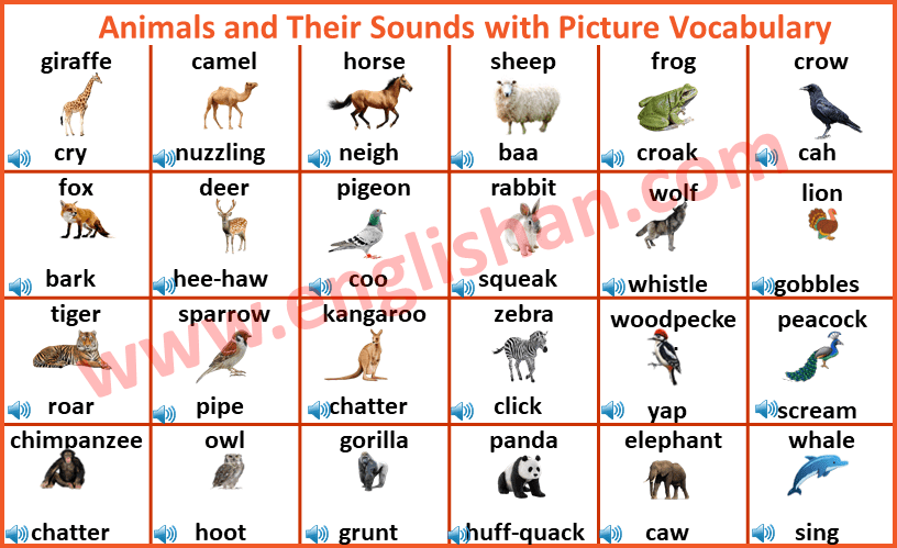 Animals Sounds and Pictures - Englishan