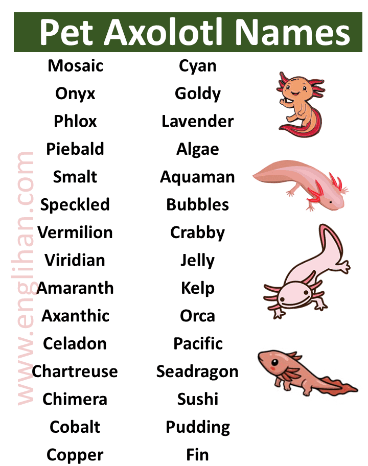 List of Pet Axolotl Names with Picture