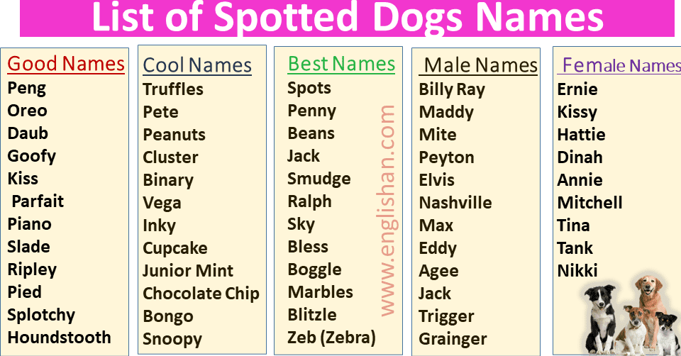 Black and White Spot Dog Names - Englishan