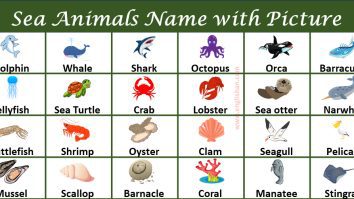 List of Sea Animals, water animals, ocean animals with names and Pictures