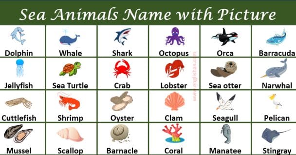 60+ Sea Animals Names in English • Englishan