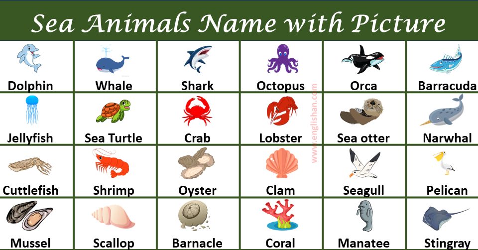 60+ Name List of Water, Ocean & Sea Animal with Images