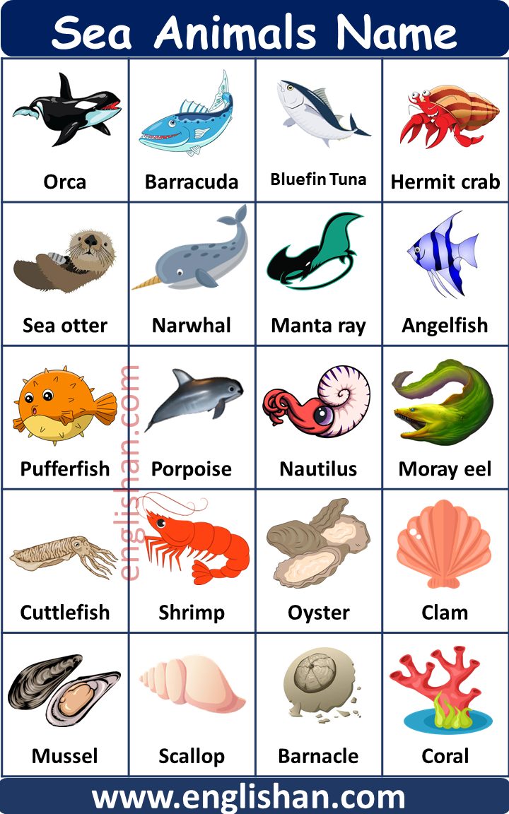 60+ Name List of Water, Ocean & Sea Animal with Images