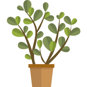 Jade Plant