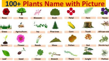 100+ Plants Name with Picture