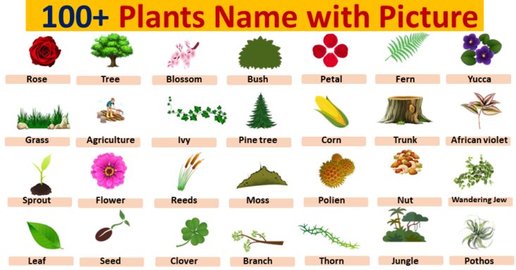 100 Plants Name in English with Pictures - Englishan