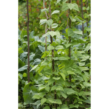 Kidney Beans