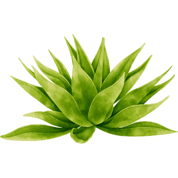 Agave