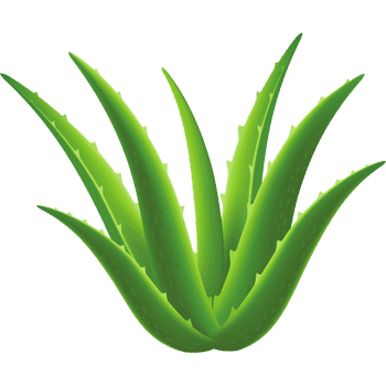 Aloe Vera- Learn Plants Names