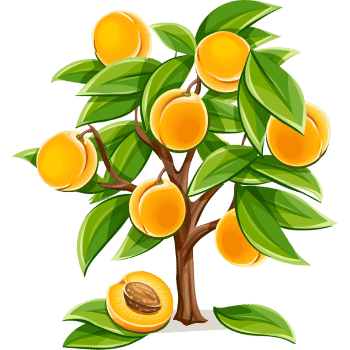 Apricot