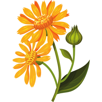 Arnica