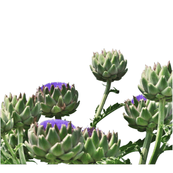 Artichoke