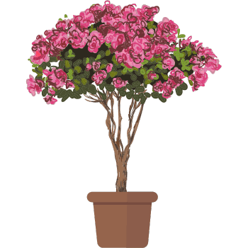 Azalea-Learn Plants Names