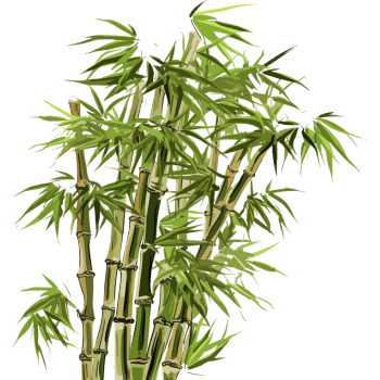 Bamboo