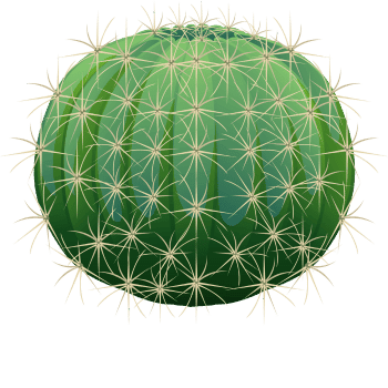 Barrel Cactus-Learn Plants Names