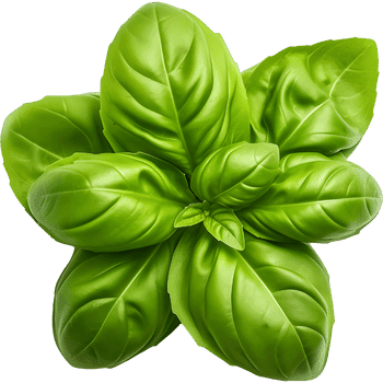 Basil-Learn Plants Names