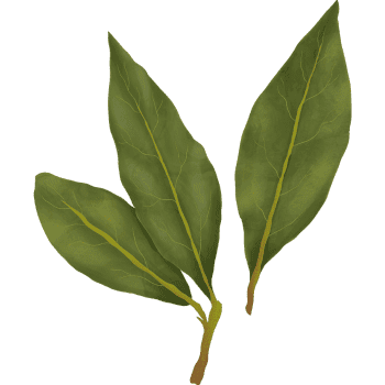 Bay Leaf