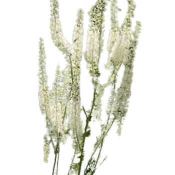 Black Cohosh