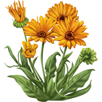 Calendula