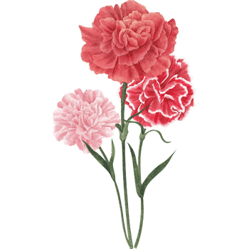 Carnation