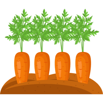 Carrot-Learn Plants Names