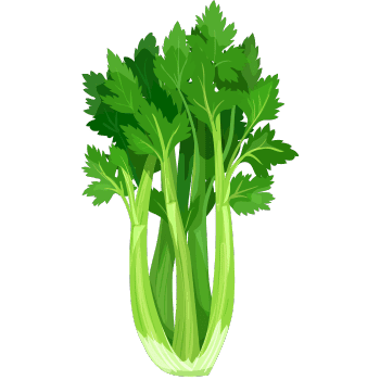 Celery Plant