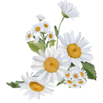 Chamomile